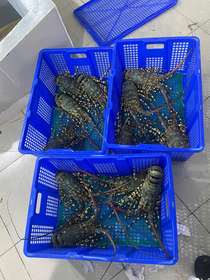 Dịch Vụ Mua Hộ & Vận Chuyển Tôm Hùm Sống – Trải Nghiệm Hải Sản Chuẩn Vị Biển Ngay Tại Nhà