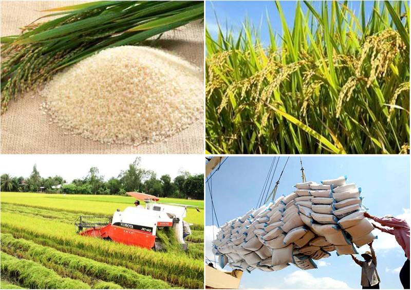 Dịch vụ vận chuyển gạo xuất khẩu nhanh chóng, giá thành cạnh tranh