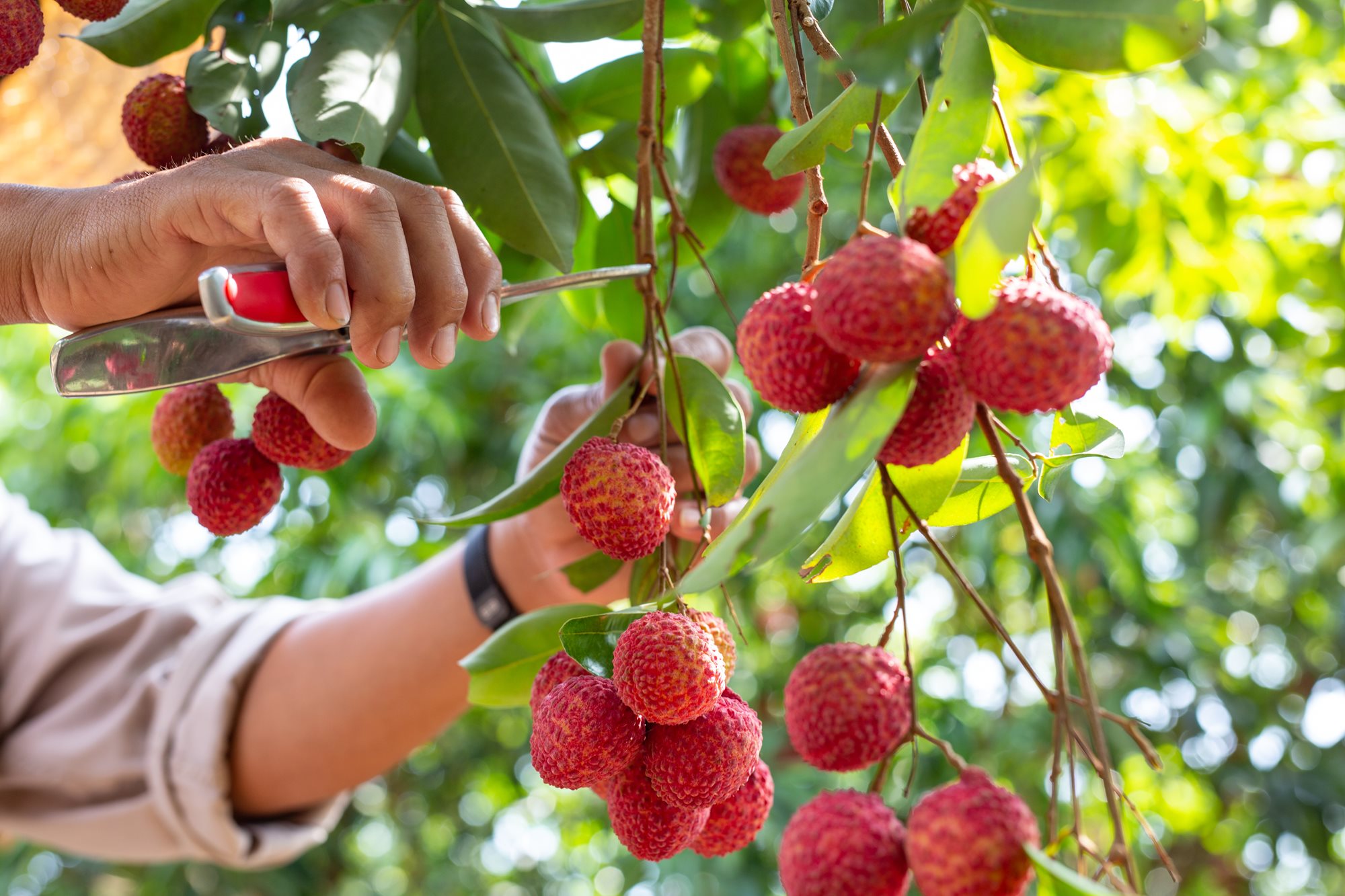 agriculture-lychee-fruit-thailand.jpeg