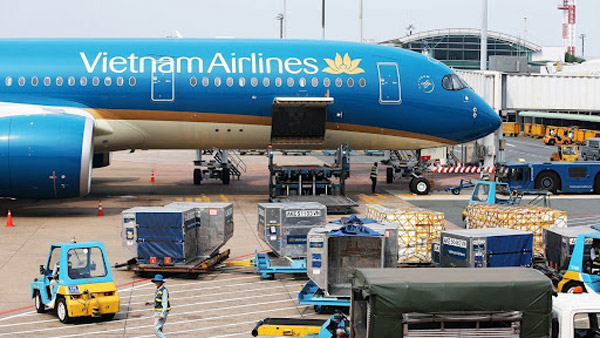 Vietnam Airlines vận chuyển tối đa 30 cành mai hoặc cây mai còn nguyên gốc trên 1 chuyến bay