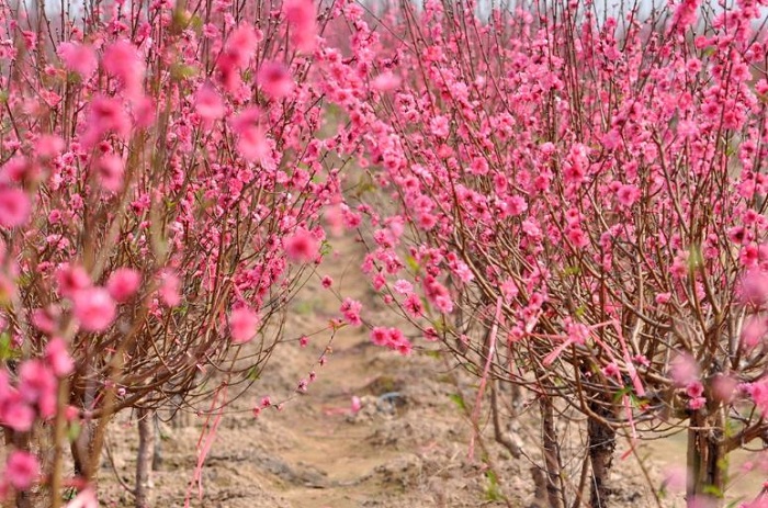 Vận chuyển cây cảnh Đào tết 2018